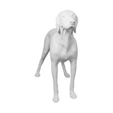 Mannequin de chien "Poil court allemand"